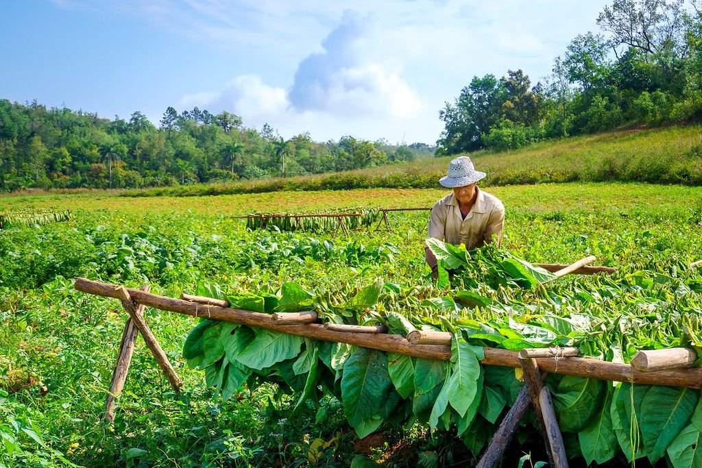 Farm Worker Job in Australia