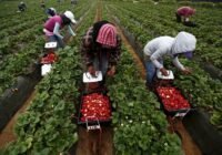 Farm Worker Job in Canada