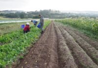 Farm Worker Job in Auckland