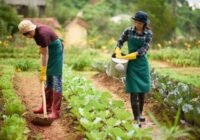 Farm Worker Job in Auckland