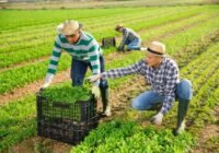 Farm Worker Job in Canada