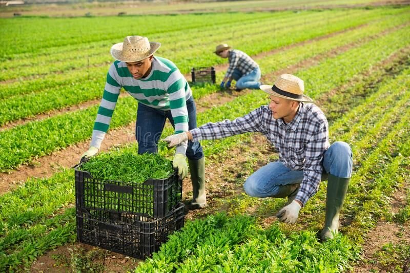 Farm Worker Job in Canada